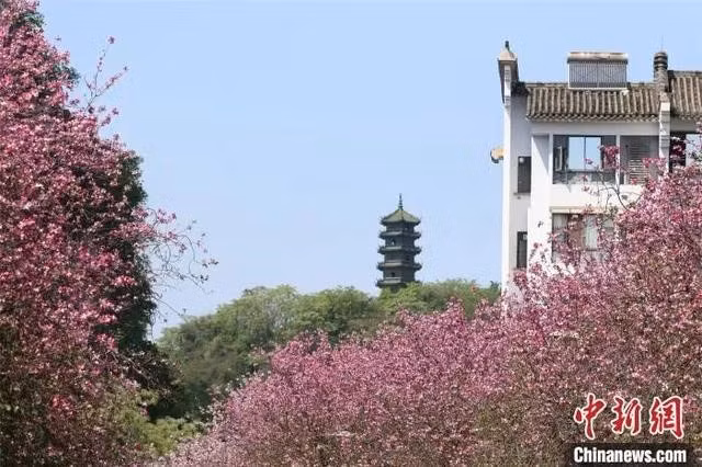 柳州市大街小巷上紫荆花盛开 Hoa tử kinh nở rộ khắp phố lớn ngõ nhỏ tại thành phố Liễu Châu