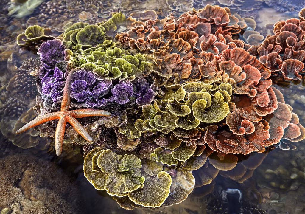 富安省燕村的珊瑚礁 Rạng san hô Montipora ở làng Yến, Phú Yên
