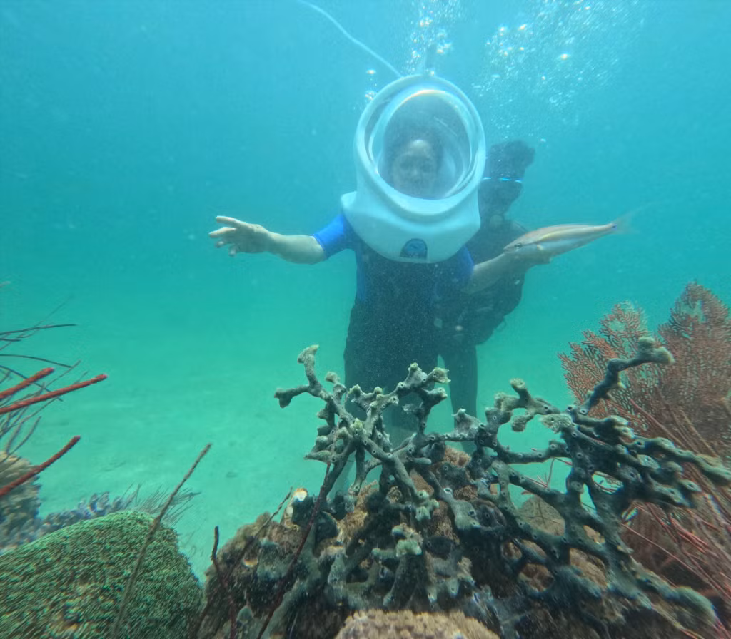 游客潜水观赏海底世界的珊瑚礁和海洋生态系统。