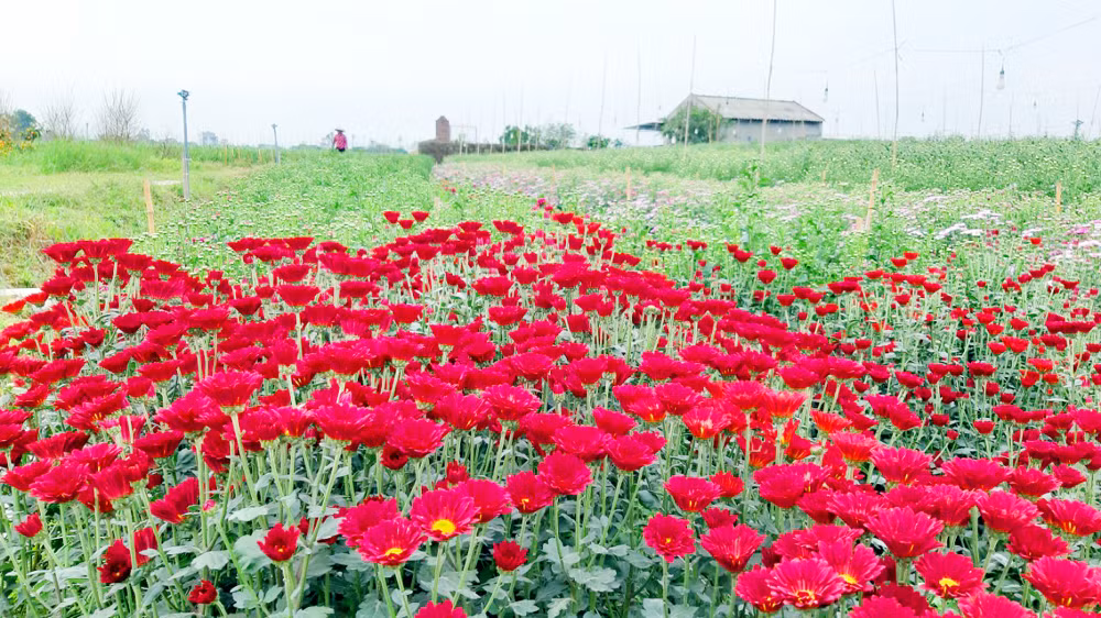 下龙市确保花卉市场供应充足。