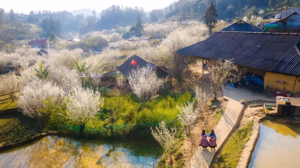 游客在赫蒙族、瑶族、岱依族村落欣赏李花。 Du khách sẽ được thưởng thức cảnh hoa mận bung nở tại những bản làng của người Mông, Dao, Tày,...