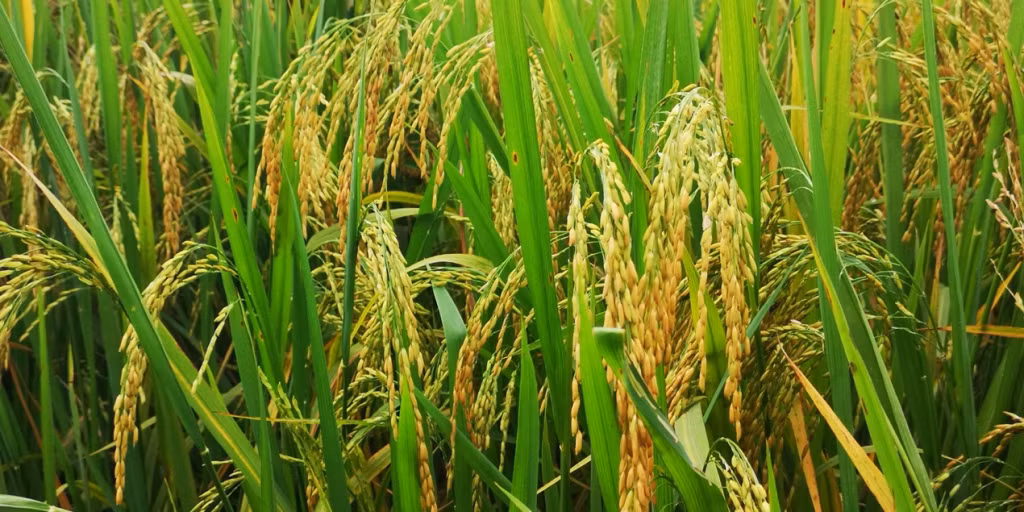 中越边境金稻飘香 ảnh 2