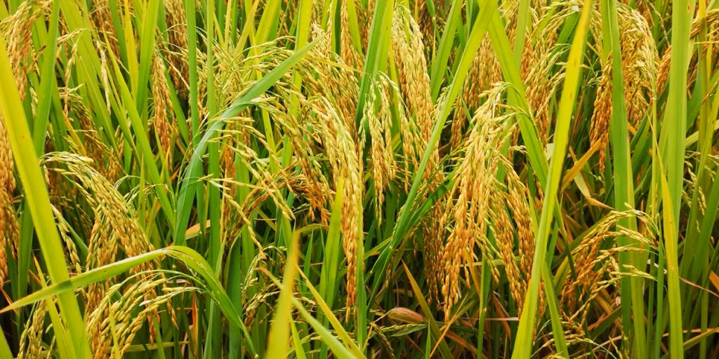 中越边境金稻飘香 ảnh 1