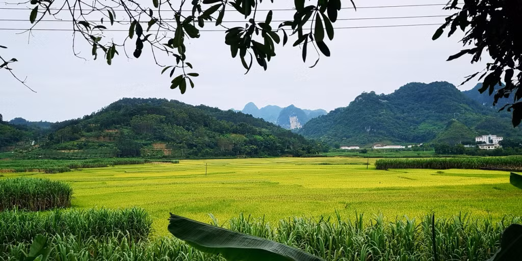 中越边境金稻飘香 ảnh 4