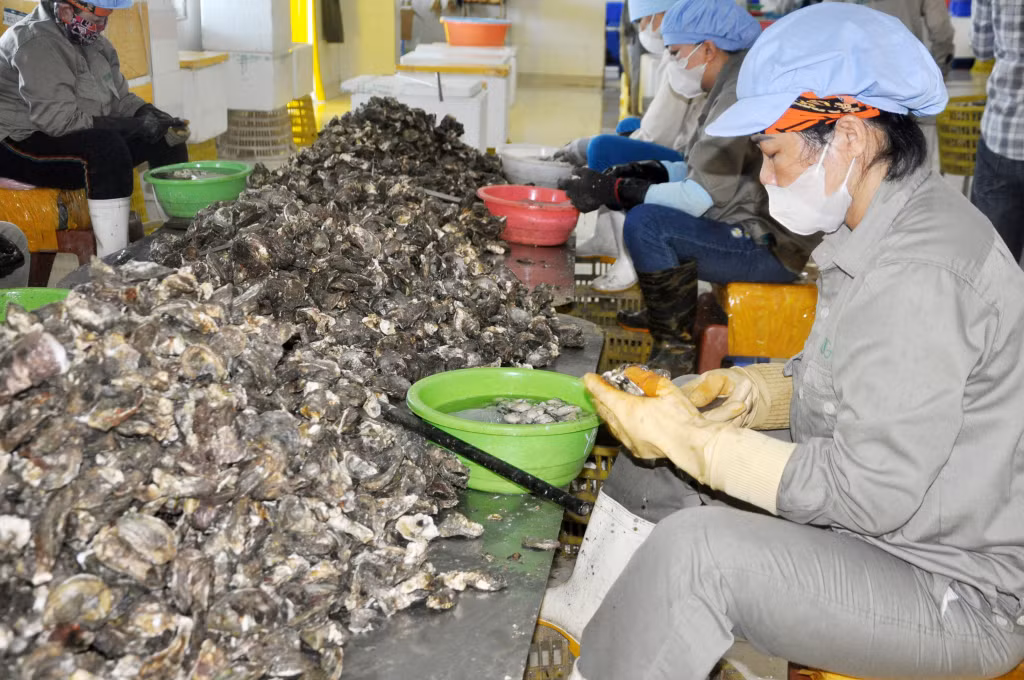 工人将牡蛎肉从壳里挑出来。