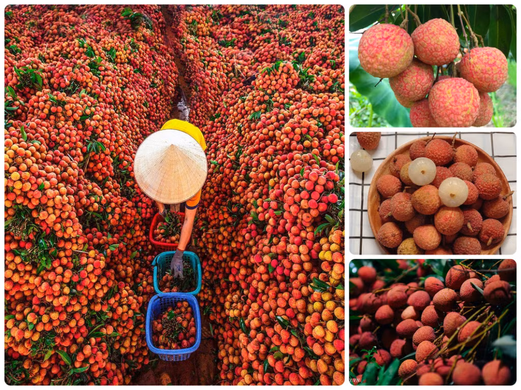 北江陆岸荔枝 Vải thiều Lục Ngạn (Bắc Giang)