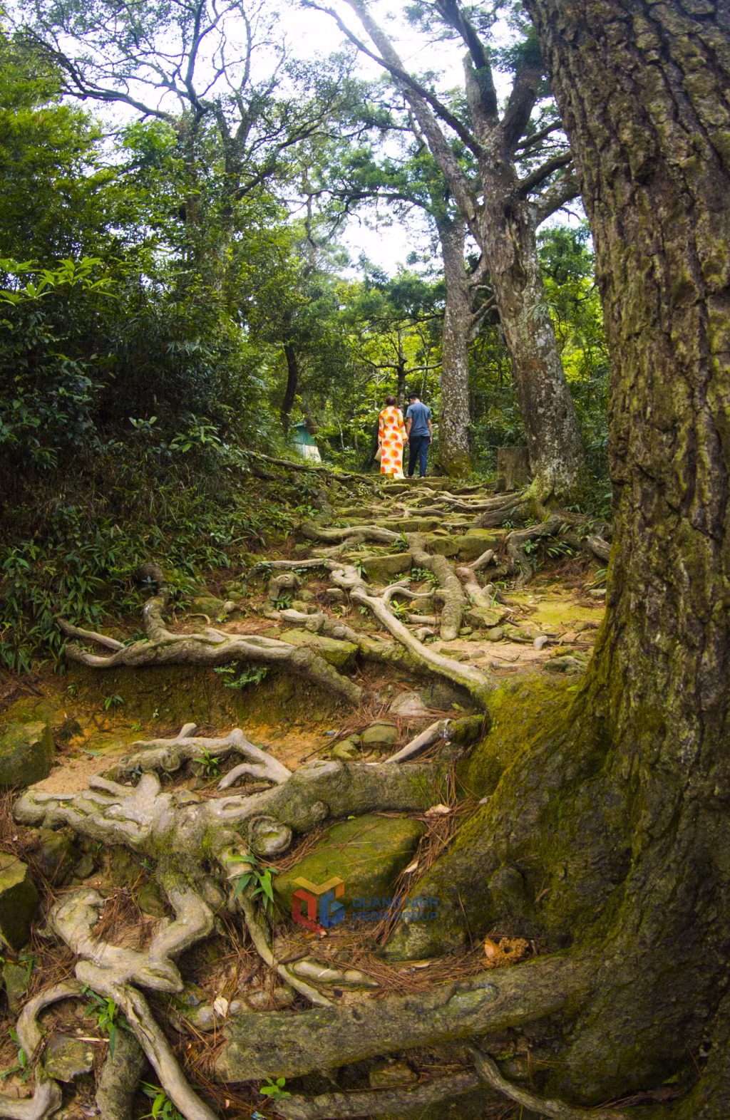 这个季节走在古松路上，空间如此安静，可以清晰地听到树叶与风接触的声音，脚步声与天地气息交融的声音。