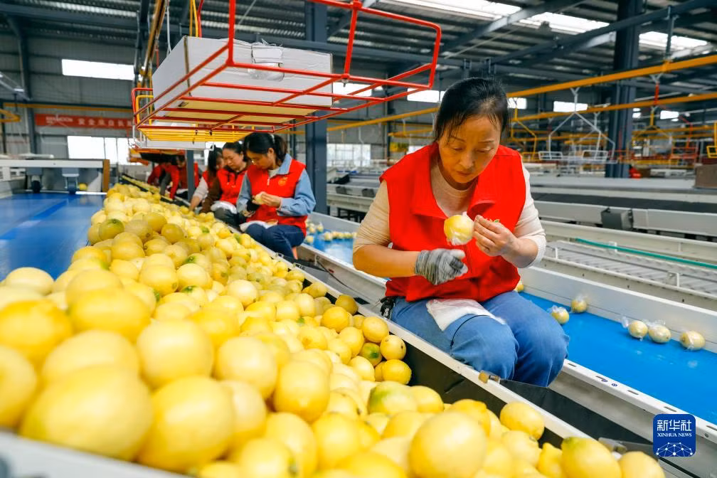 工人包装分拣好的新鲜柠檬 Công nhân đóng gói chanh tươi đã được phân loại