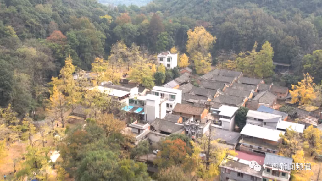 桂林这个地方迎来了银杏叶的最佳观赏季！ ảnh 4