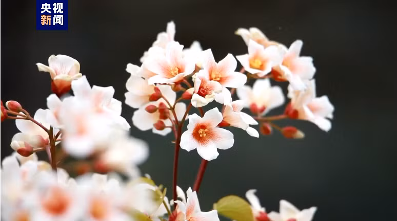 广西天峨油桐花惊艳绽放 ảnh 1