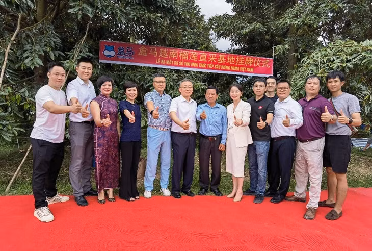 盒马在越南落地榴莲直采基地 ảnh 1