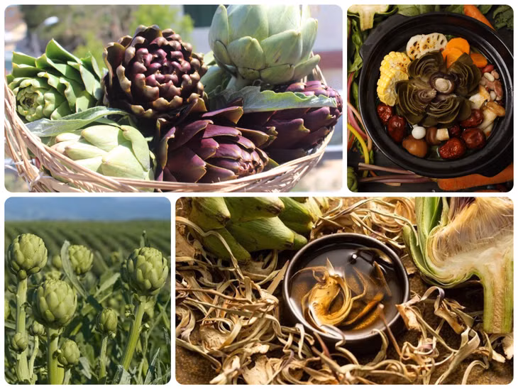 林同大叻菜蓟既是食物也是名贵药材Atiso Đà Lạt Lâm Đồng vừa là thực phẩm vừa là dược liệu quý