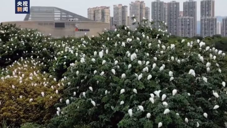 广西迎来大规模白鹭群像下雪一样 ảnh 2