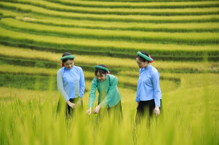 先安县大翊乡的黄金季节 ảnh 6