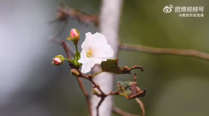 南京玄武湖樱花开了 ảnh 1