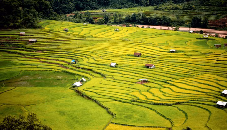 黑笋的金色梯田Măng Đen mùa ruộng bậc thang vàng óng ả