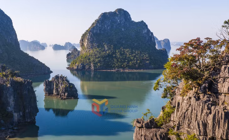 当无花果树鲜艳的红叶点缀着下龙湾时，它就变得更加迷人了。