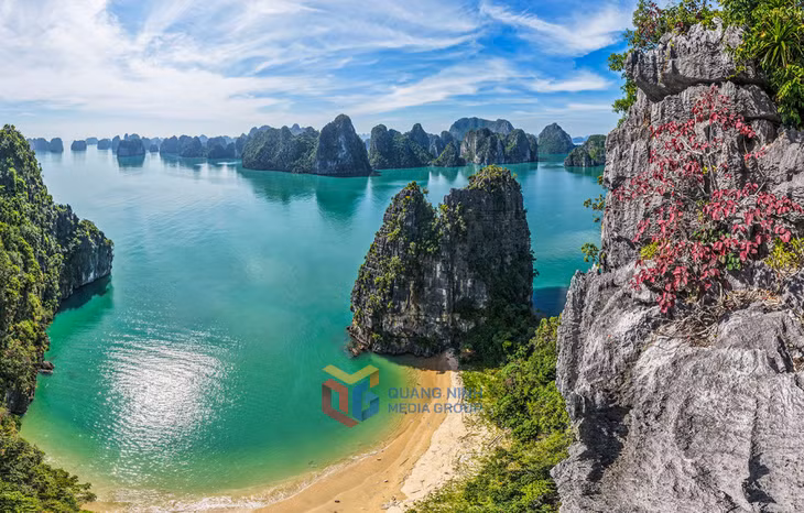 无花果树紧紧依附在石灰岩峭壁上，屹立不倒，抵御着海风和海雨的侵袭。