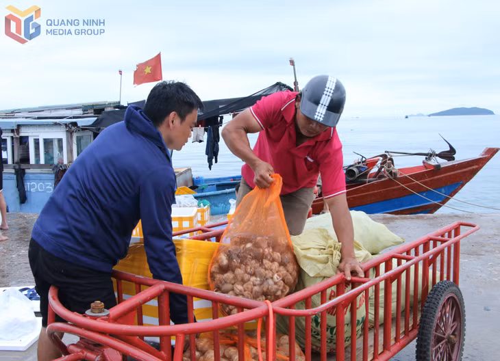海鲜抵达港口后，由采购商收购，然后运送到市场、餐馆或运往其他地方。