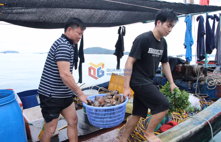 一筐筐新鲜的海鲜被迅速运上岸。