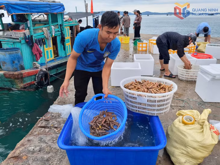 指甲蛤是姑苏海的典型海产品之一。