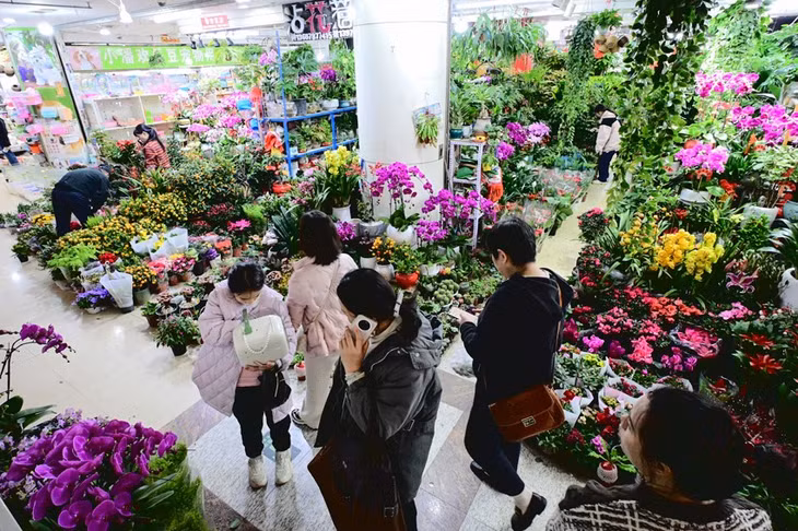 南宁市花鸟市场鲜花区的商家提前备足了货源。雷琦竣 摄 Các thương gia ở khu vực hoa tươi của chợ hoa và chim thành phố Nam Ninh đã chuẩn bị đầy đủ các nguồn hàng trước. Ảnh của phóng viên Lôi Kỳ Tuấn