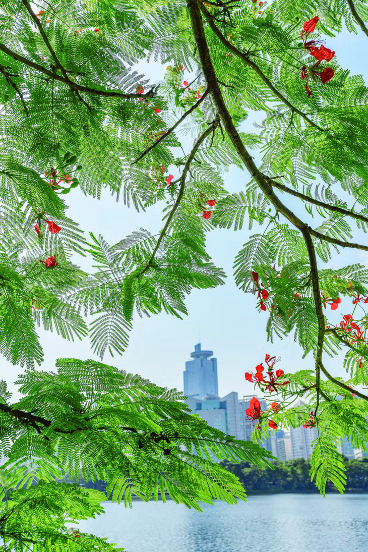 初夏，广西南宁市街道上，江边处处百花盛开，繁花似锦。（图/ICphoto） Đầu mùa hè, trên đường phố và bên bờ sông khắp thành phố Nam Ninh, Quảng Tây, trăm hoa đua nở tựa như những dải gấm vóc rực rỡ sắc màu. (Ảnh/IC Photo)