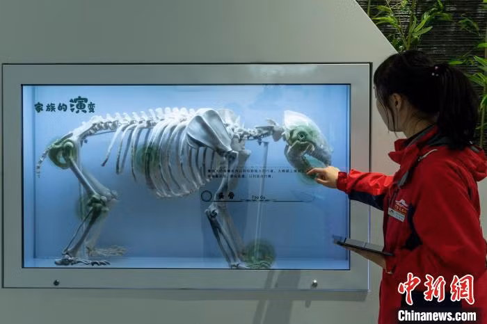 博物馆内触屏式的熊猫家族演变介绍 Giới thiệu quá trình tiến hoá của loài gấu trúc bằng phương thức màn hình cảm ứng trong bảo tàng