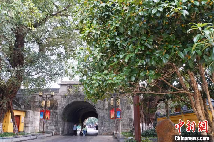 桂林王城景区内一株盛开的桂花树。 Hoa mộc đang nở rộ trong Khu du lịch Vương Thành, Quế Lâm.