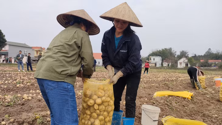 东海乡农民收获大西洋马铃薯。