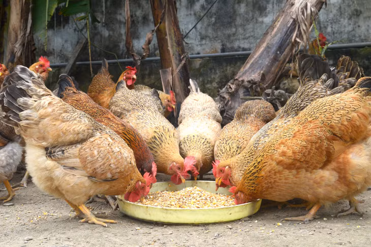 为使鸡肉具有独特的香甜，潭河土鸡主要用玉米和稻谷饲养。 Để gà có vị thơm ngọt đặc trưng, gà bản Đầm Hà chủ yếu được nuôi bằng ngô và thóc.