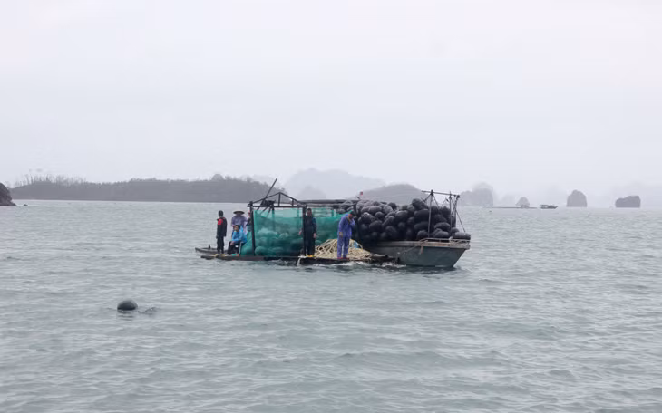 水产养殖户收回被台风冲走的HDPE浮标。