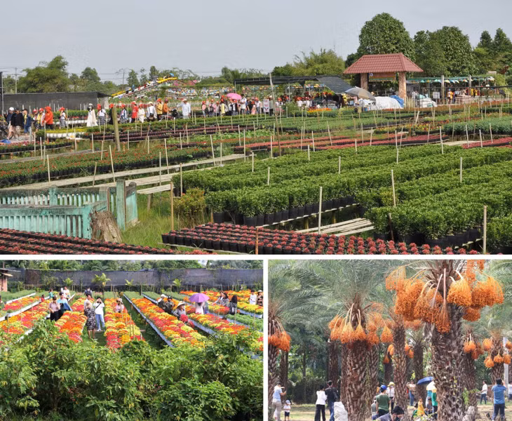 同塔省沙沥县花卉生产与旅游发展相结合。 Huyện Sa Đéc, tỉnh Đồng Tháp sản xuất hoa gắn với phát triển du lịch.