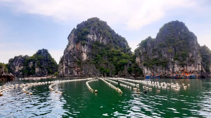 胜利岛渔夫的浮标看起来像海面上巨大的白花。