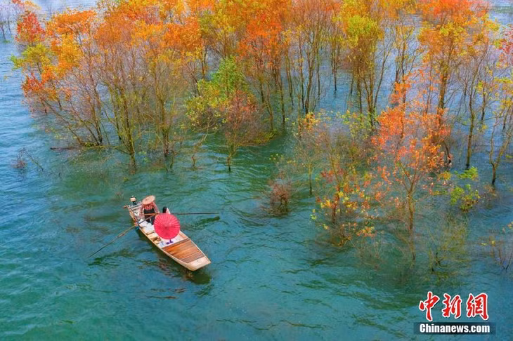 航拍赣江江西吉水段水域红树林 景色美如画 ảnh 3