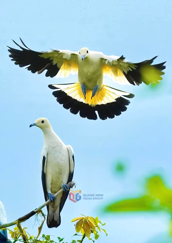 华丽的“天空使者”。 ảnh 1