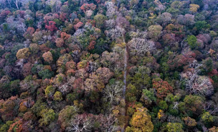 越南一国家公园成为越南首个入选世界自然保护联盟（IUCN）绿色名录的公园 ảnh 1