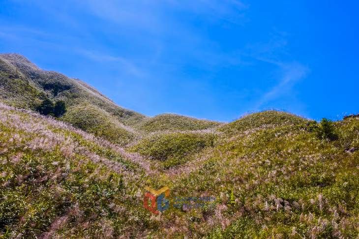 芦苇山充满了诗意。
