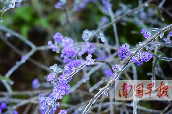 草木枝头变成冰挂。巫碧燕 摄 Những cành cây ngọn cỏ biến thành băng. (Ảnh: Vu Bích Yến chụp)