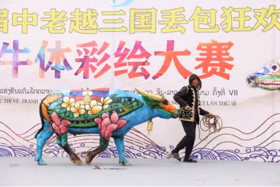 牛体彩绘大赛 Cuộc thi vẽ tranh trên cơ thể bò