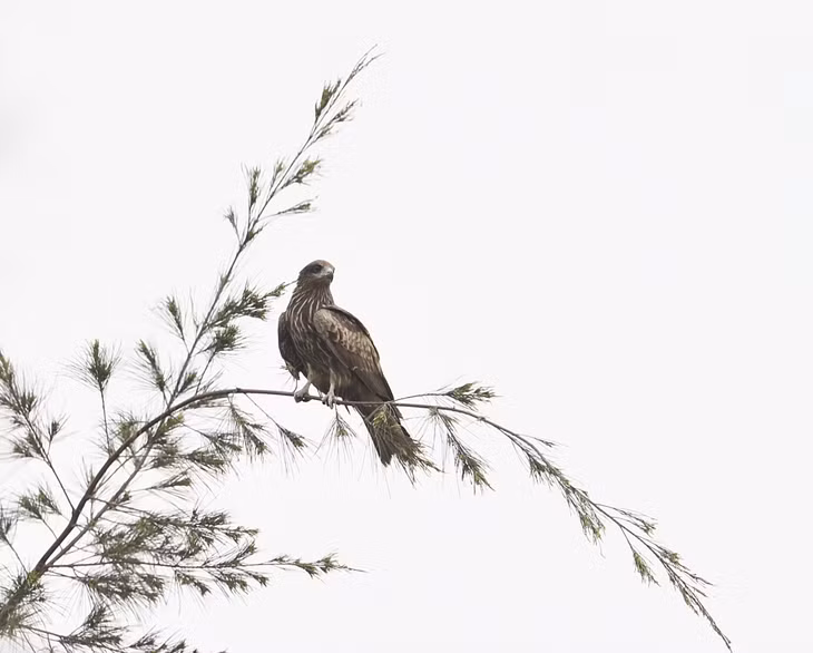 姑苏岛上的金胸雀鹛（上图）和老鹰（下图）