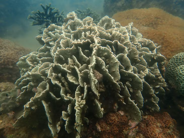 海洋资源与环境研究院专家在姑苏红万海域海潜水考察海藻床。