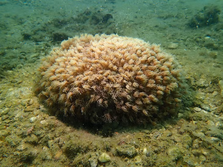 海洋资源与环境研究院专家在姑苏海域拍摄的软珊瑚（上图）和珊瑚群落（下图）。