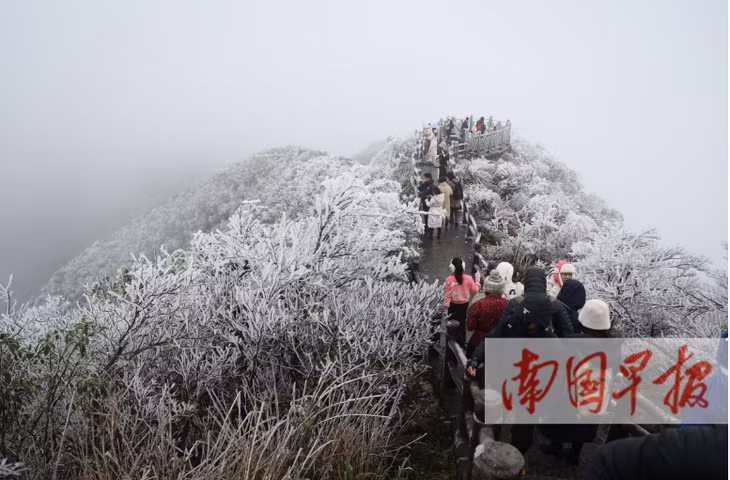 游客在大明山景区观赏雾凇。南国早报记者 巫碧燕 摄 Du khách ngắm cảnh sương muối tại Khu du lịch núi Đại Minh. (Ảnh: phóng viên Nanguo Morning Vu Bích Yến chụp)