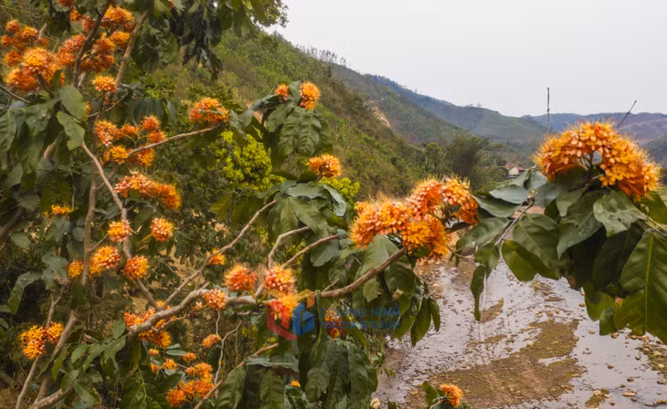 放慢脚步欣赏这个季节平辽的风景，你很容易就会看到一丛丛无忧树和橙色的花朵，简单却仍然吸引着所有人的目光。