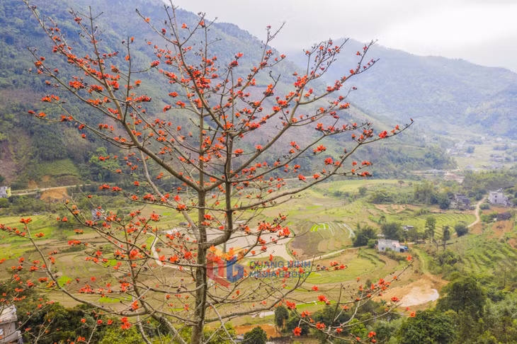 通往 高丽山顶的道路以其梯田旁鲜红的木棉花赢得了游客的喜爱。