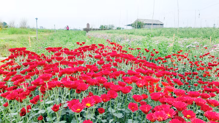 下龙市确保花卉市场供应充足。