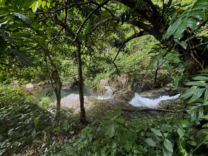 清凉的小溪在森林树冠下蜿蜒流淌。