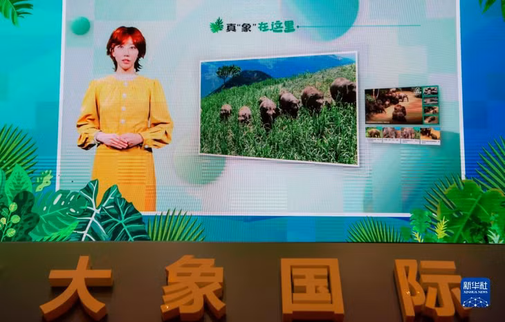 云南上线“大象频道” ảnh 1