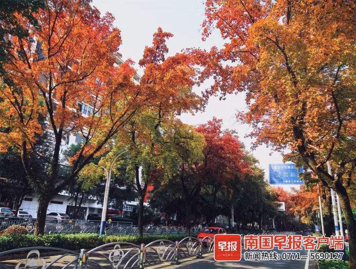 桂林市七星路上艳丽的枫叶。记者 唐晓燕 摄 Lá phong tuyệt đẹp trên đường Thất Tinh ở thành phố Quế Lâm. Ảnh của phóng viên Đường Hiểu Yến